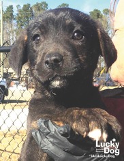 Medium Photo #1 Labrador Retriever-Unknown Mix Puppy For Sale in Washington, DC, USA