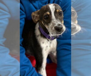 Chihuahua-Unknown Mix Dogs for adoption in New London, WI, USA