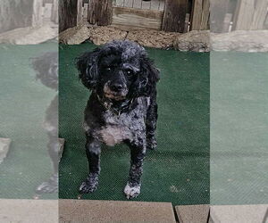 Poodle (Miniature) Dogs for adoption in Aurora, IN, USA