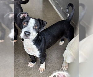 Chihuahua-Unknown Mix Dogs for adoption in San Bernardino, CA, USA