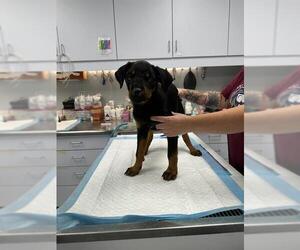 Rottweiler Dogs for adoption in Bakersfield, CA, USA