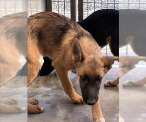 German Shepherd Dog Dogs for adoption in Norco, CA, USA