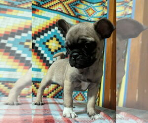 Pug-Unknown Mix Dogs for adoption in FAIRLAWN, OH, USA