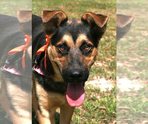 German Shepherd Dog-Unknown Mix Dogs for adoption in Attalka, AL, USA