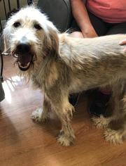 Afghan Hound Dogs for adoption in Freeport, FL, USA
