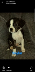 Buggs Dogs for adoption in Newark, DE, USA