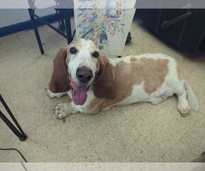 Basset Hound Dogs for adoption in Brookville, OH, USA