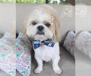 Shinese Dogs for adoption in Benton, LA, USA