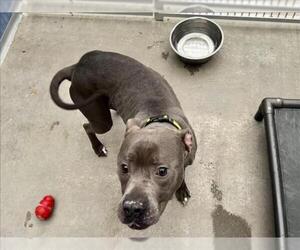American Pit Bull Terrier Dogs for adoption in Fort Collins, CO, USA