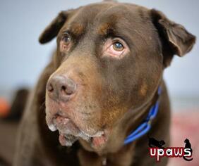 Chocolate Labrador retriever-Unknown Mix Dogs for adoption in Negaunee, MI, USA