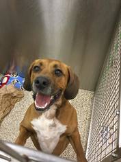 Bogle Dogs for adoption in Martinsburg, WV, USA