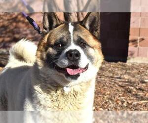 Akita Dogs for adoption in Aurora, CO, USA