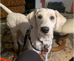 Poodle (Standard)-Unknown Mix Dogs for adoption in Bellevue, WA, USA