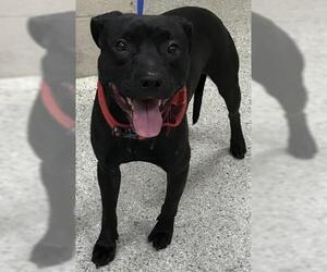 Rat Terrier Dogs for adoption in Conroe, TX, USA