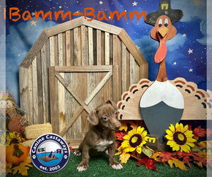 Chiweenie Dogs for adoption in Arcadia, FL, USA