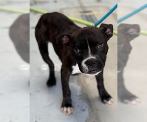 Bulldog-Unknown Mix Dogs for adoption in Bethesda, MD, USA