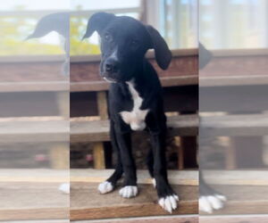 American Pit Bull Terrier-Border Collie Mix Dogs for adoption in Berkeley, CA, USA