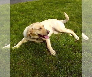 Labrador Retriever Dogs for adoption in Dumont, NJ, USA