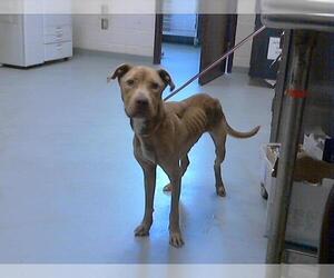 American Pit Bull Terrier-Unknown Mix Dogs for adoption in Fayetteville, NC, USA