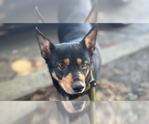 Australian Kelpie-Chihuahua Mix Dogs for adoption in Studio City, CA, USA