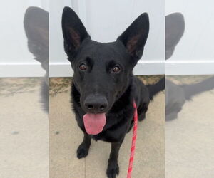 Mutt Dogs for adoption in Newport Beach, CA, USA