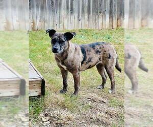 Catahoula Leopard Dog-Unknown Mix Dogs for adoption in San Antonio, TX, USA