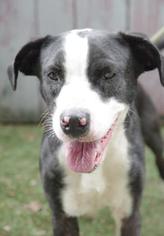 Borador Dogs for adoption in Windermere, FL, USA