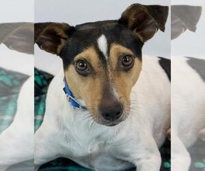 Jack Russell Terrier-Pointer Mix Dogs for adoption in Kennesaw, GA, USA