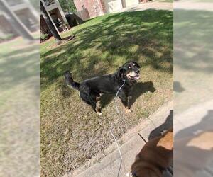 Bernese Mountain Dog-Unknown Mix Dogs for adoption in Houston, TX, USA