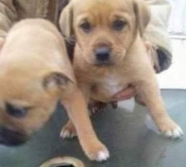 Golden Labrador Dogs for adoption in Warwick, RI, USA