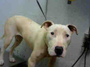 Bull Terrier Dogs for adoption in Atlanta, GA, USA