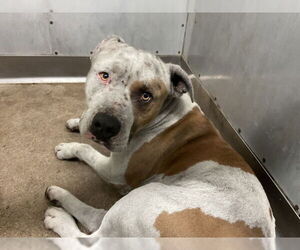American Pit Bull Terrier Dogs for adoption in San Bernardino, CA, USA