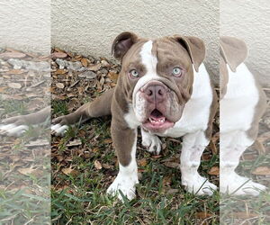 Bulldog Dogs for adoption in Valrico, FL, USA