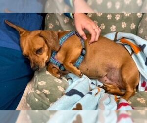 Chiweenie Dogs for adoption in Boonton, NJ, USA