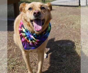 Labrador Retriever-Unknown Mix Dogs for adoption in San Antonio, TX, USA