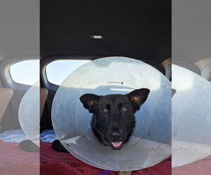 German Shepherd Dog Dogs for adoption in Fort Lauderdale, FL, USA
