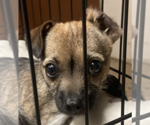 Schweenie Dogs for adoption in San Diego , CA, USA