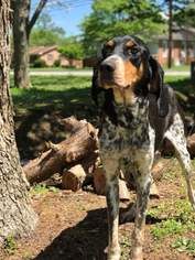 Coonhound Dogs for adoption in Newark, DE, USA
