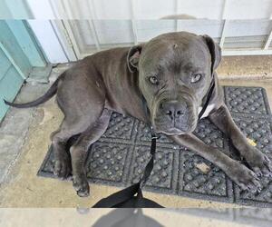 American Staffordshire Terrier-Unknown Mix Dogs for adoption in San Antonio, TX, USA