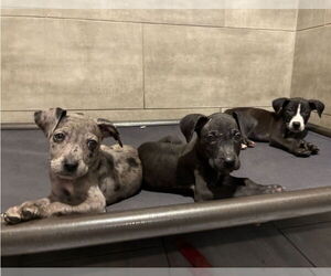 American Pit Bull Terrier-Labrador Retriever Mix Dogs for adoption in Lakewood, CO, USA