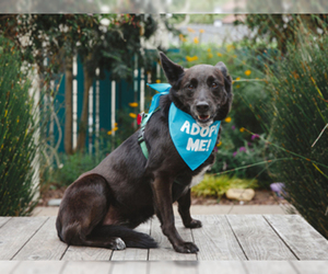 Borador Dogs for adoption in Pacific Grove, CA, USA