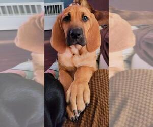 Bloodhound Dogs for adoption in Marrero, LA, USA