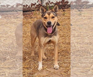 Mutt Dogs for adoption in Wetumpka, AL, USA