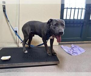 American Pit Bull Terrier Dogs for adoption in Pasadena, CA, USA
