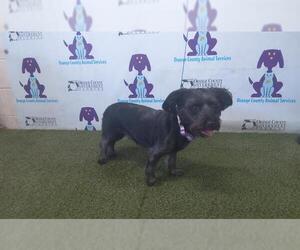 Mutt Dogs for adoption in Orlando, FL, USA