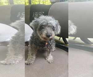 Poodle (Miniature)-Unknown Mix Dogs for adoption in Shreveport, LA, USA