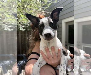 Mutt Dogs for adoption in Fort Collins, CO, USA