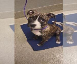American Pit Bull Terrier-Unknown Mix Dogs for adoption in Las Vegas, NV, USA