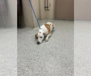 American Pit Bull Terrier-Unknown Mix Dogs for adoption in Conroe, TX, USA