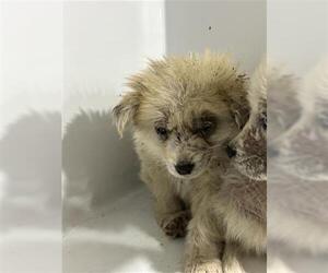 Great Pyrenees-Unknown Mix Dogs for adoption in Houston, TX, USA